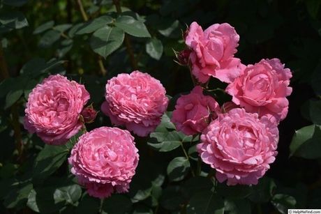 Миллами (Millamy)