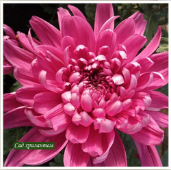 Хризантема одноголовая Resume SPL /о.57/поставка весна 2026г/