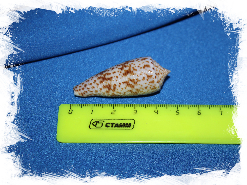 Конус аустралис (Conus australis)