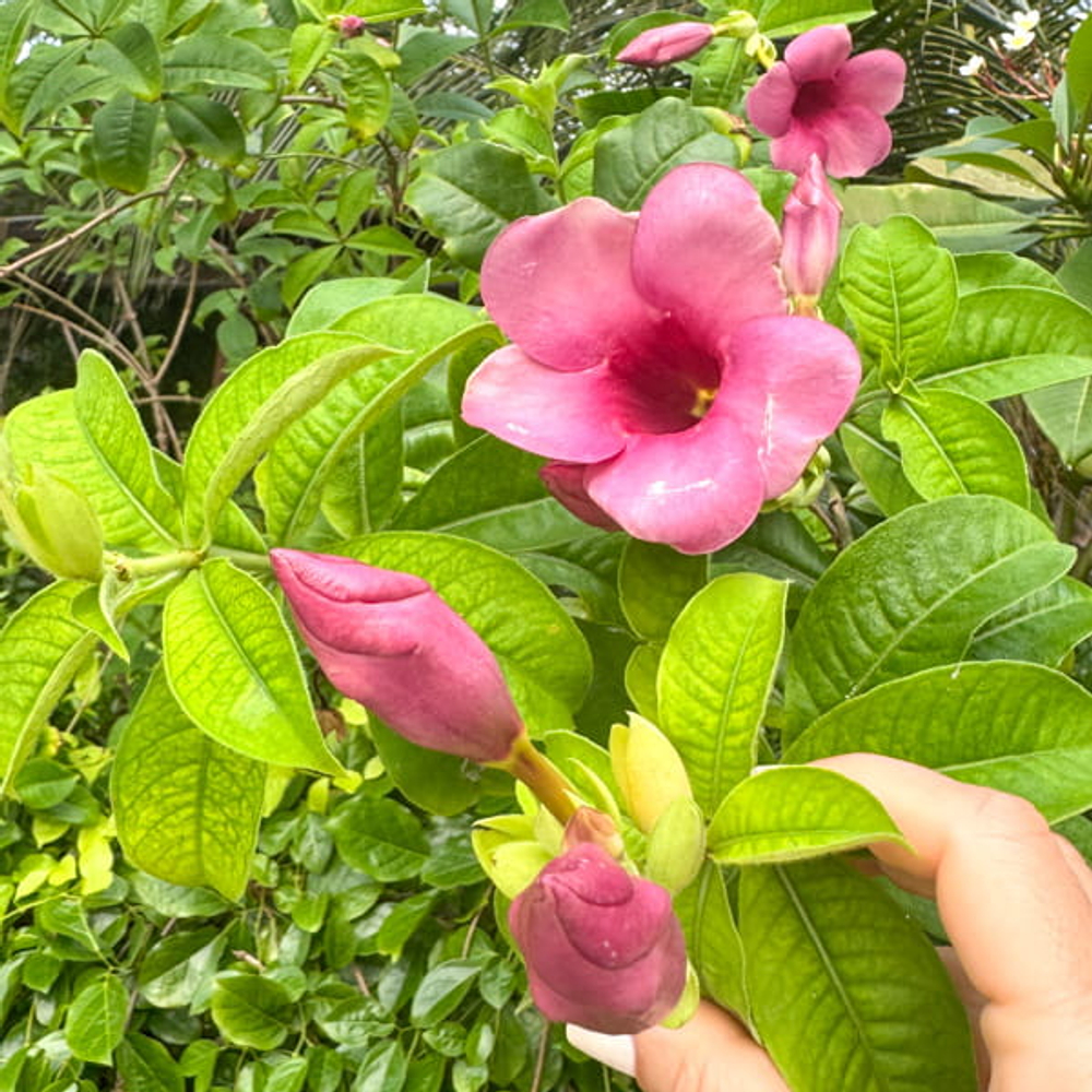 Алламанда сиреневая – Allamanda purple