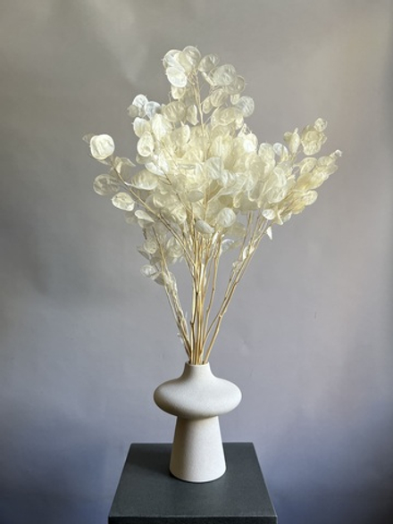 Лунария стабилизированная выбеленная