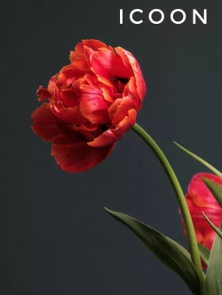 Тюльпаны пионовидные ,луковицы 12+ сорт ICOON красные (3шт)