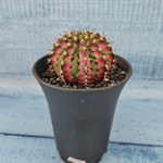 Gymnocalycium T-Rex Pink hybride (Гимнокалициум T-rex)
