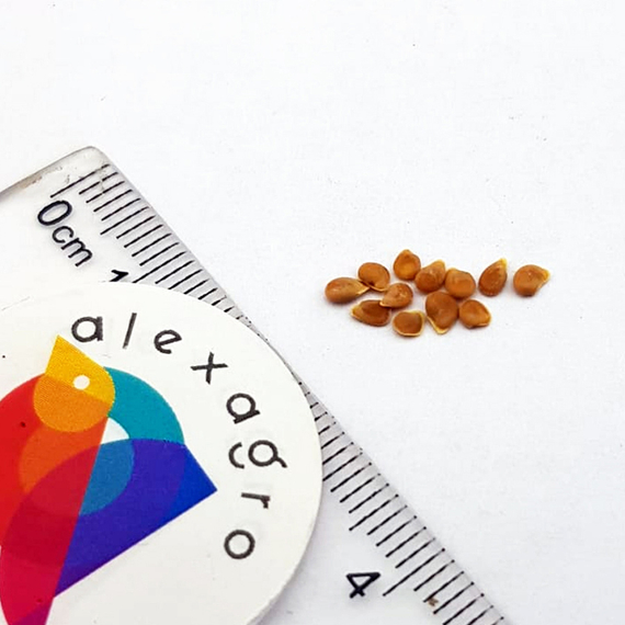 Фантастина F1 семена томата индетерминантного (Syngenta / ALEXAGRO) семена – фото 6