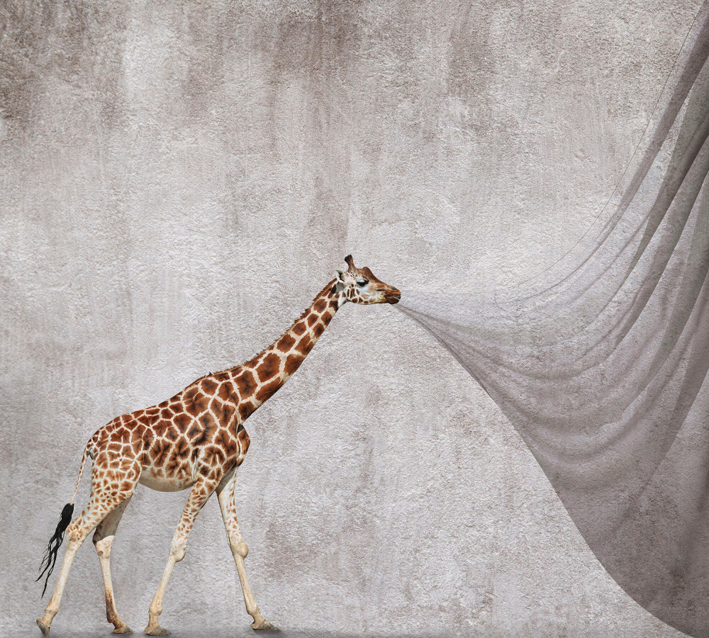 Коллекция Животные