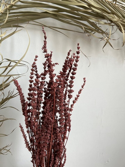 Лаванда стабилизированная красная