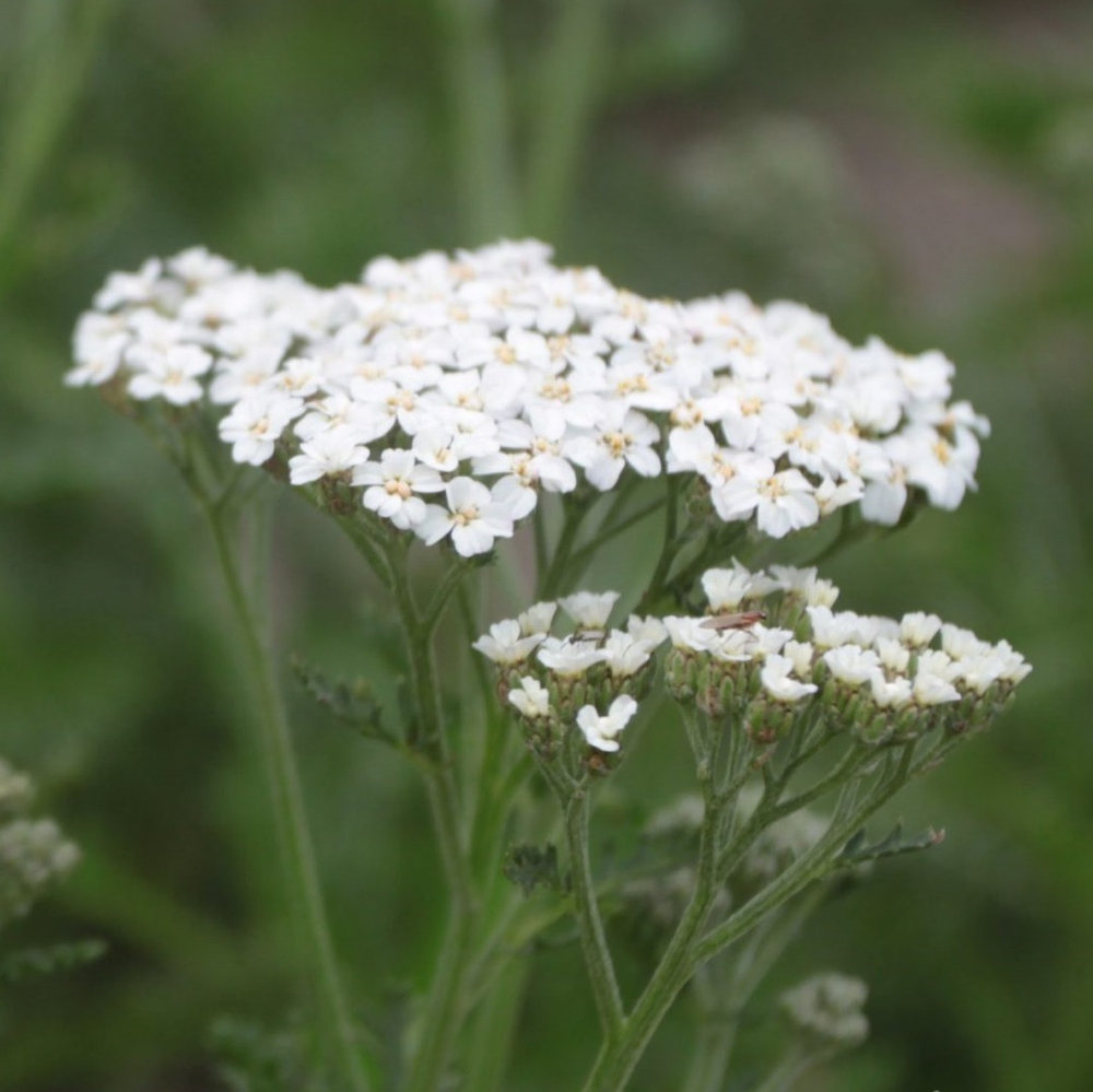 Тысячелистник обыкновенный "Weisses Wunder". Achillea millefolium "Weisses Wunder".
