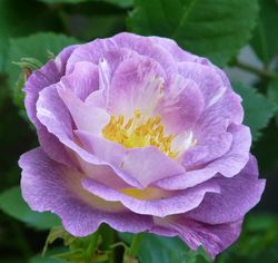 Блю Фо Ю (Blue For You)