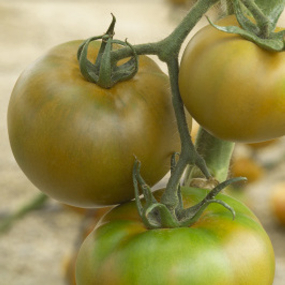 Монтенегро F1 семена томата продукт – фото 3