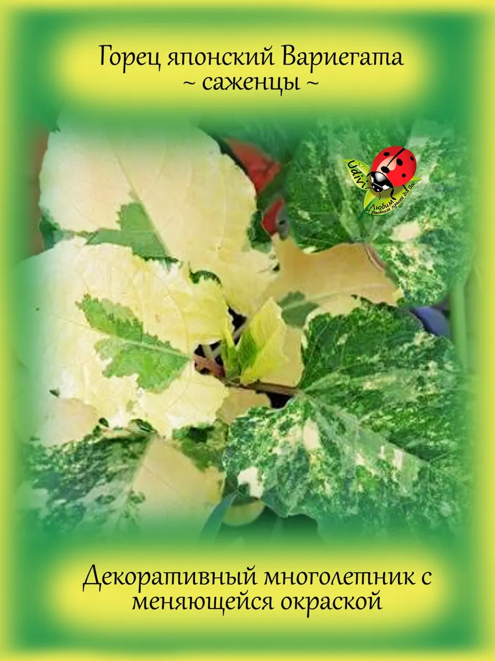 Горец японский Вариегата многолетний