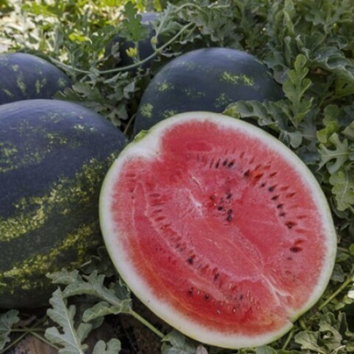 Лузитана F1 семена арбуза (Rijk Zwaan / Райк Цваан)