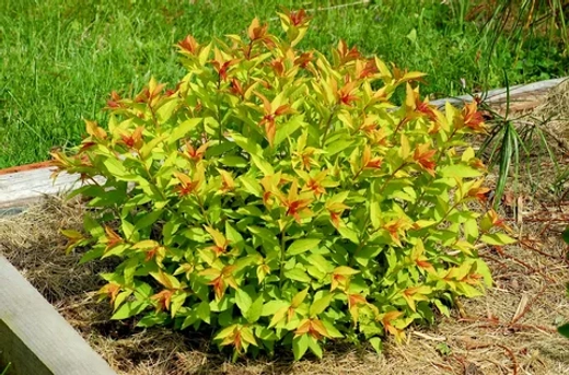 Спирея японская Голдфлейм С3 Закупка М60 июнь 2026