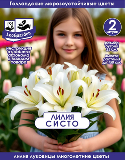 Лилия Луковица, Систо, разбор 18/20, 2 шт