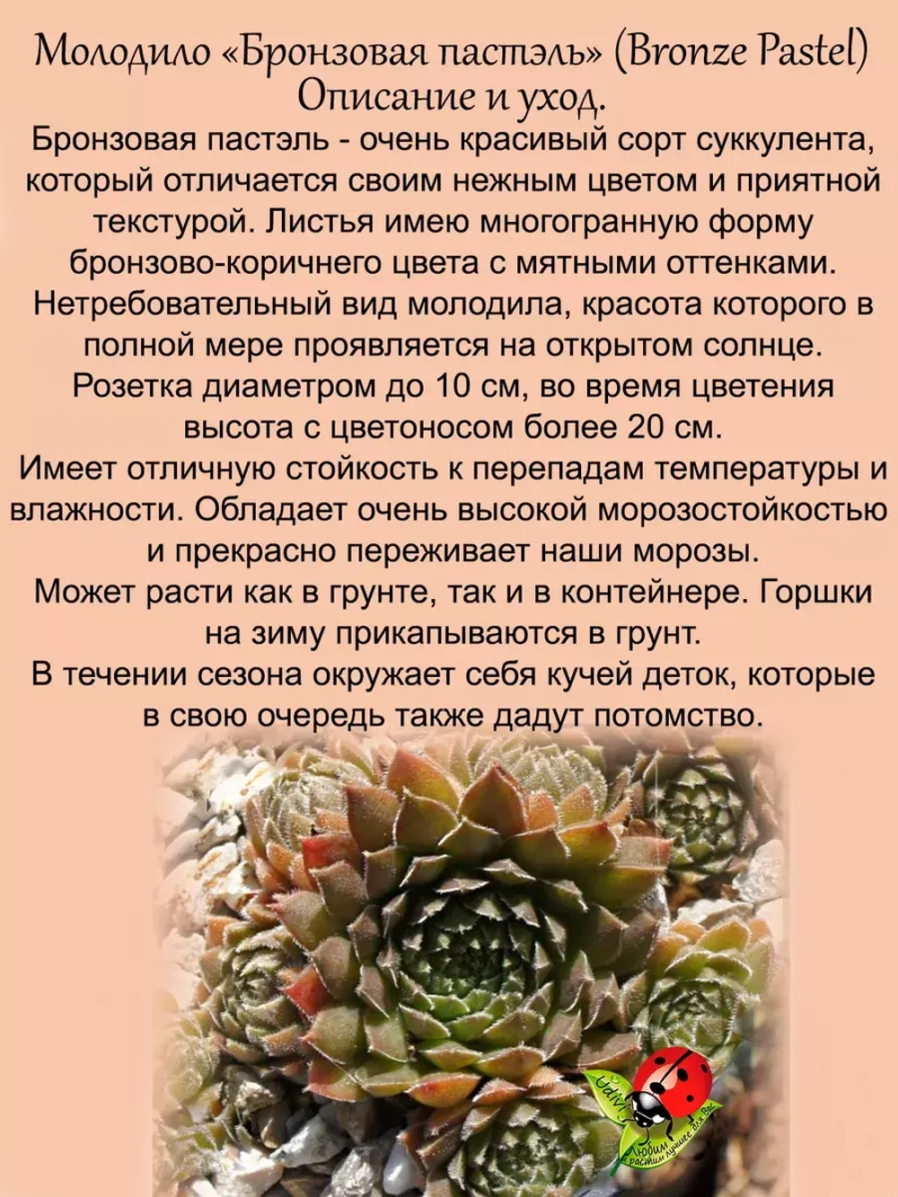 Молодило Бронзовая Пастэль каменная роза