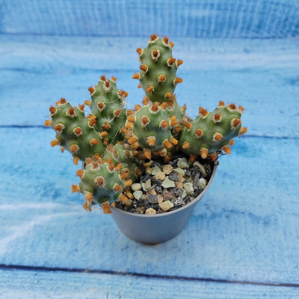 Tephrocactus Molinensis Red Glochids (Тефрокактус)