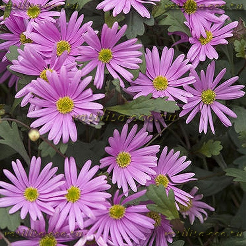 Брахикома Surdaisy strawberry pink