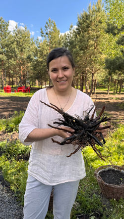 Окопник лекарственный, гидролат травы