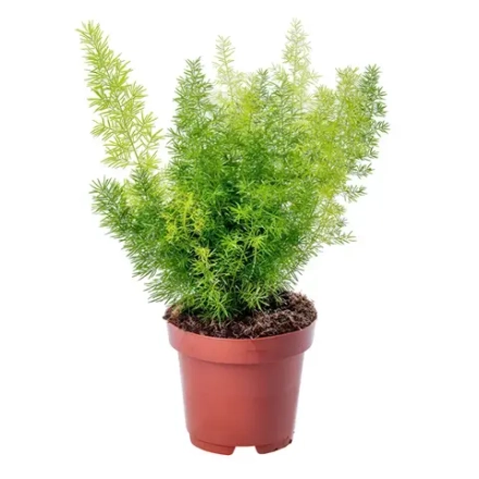 Аспарагус Мейера