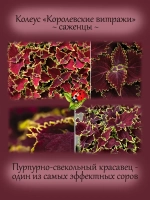Колеус Королевские витражи