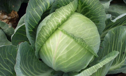 Капуста б/к Валентина F1 0,2г  Мировые Семена VITA GREEN