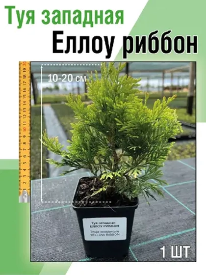 Туя саженец западная Еллоу риббон хвойные