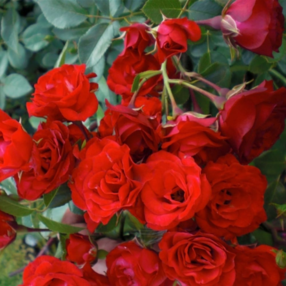 Роза Скарлет Мейяндекор штамб 135 см Закупка М21 весна 2026