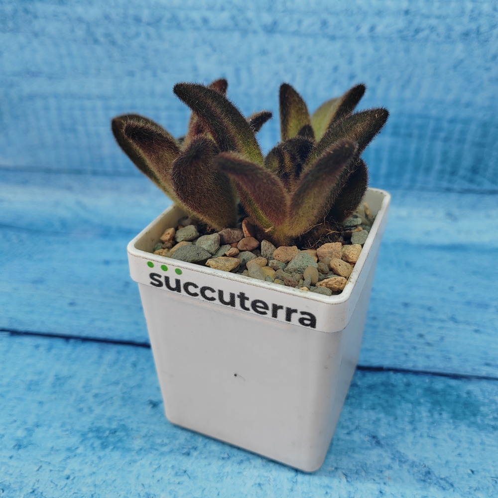 Kalanchoe Tomentosa Chocolate Soldier (Каланхоэ)