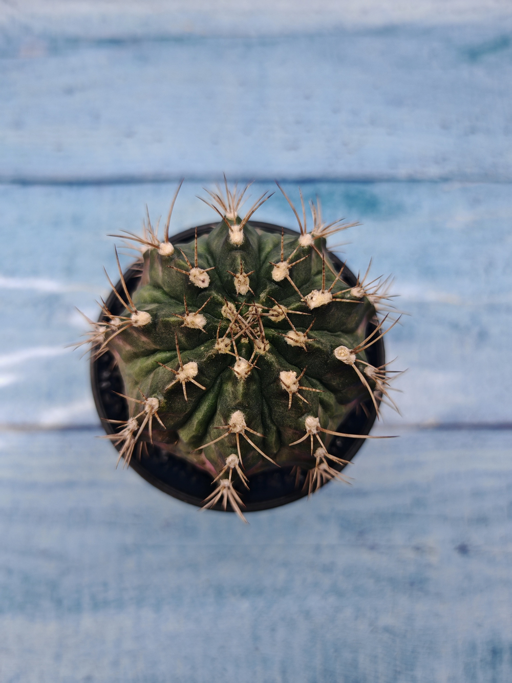 Gymnocalycium T-Rex Pink hybride (Гимнокалициум)