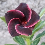 Адениум SYAILENDRA