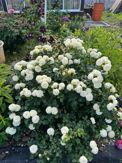 Роза Артемис С7 Закупка М57 июнь 2026