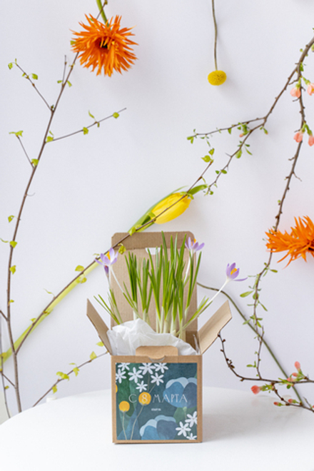 Первоцвет в праздничной коробочке
