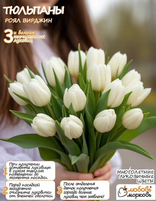Тюльпан Луковица, Роял Вирджин, 3+ шт