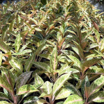 Аглаонема ORANGE LEGACY