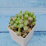 Fenestraria Aurantiaca (Фенестрария)