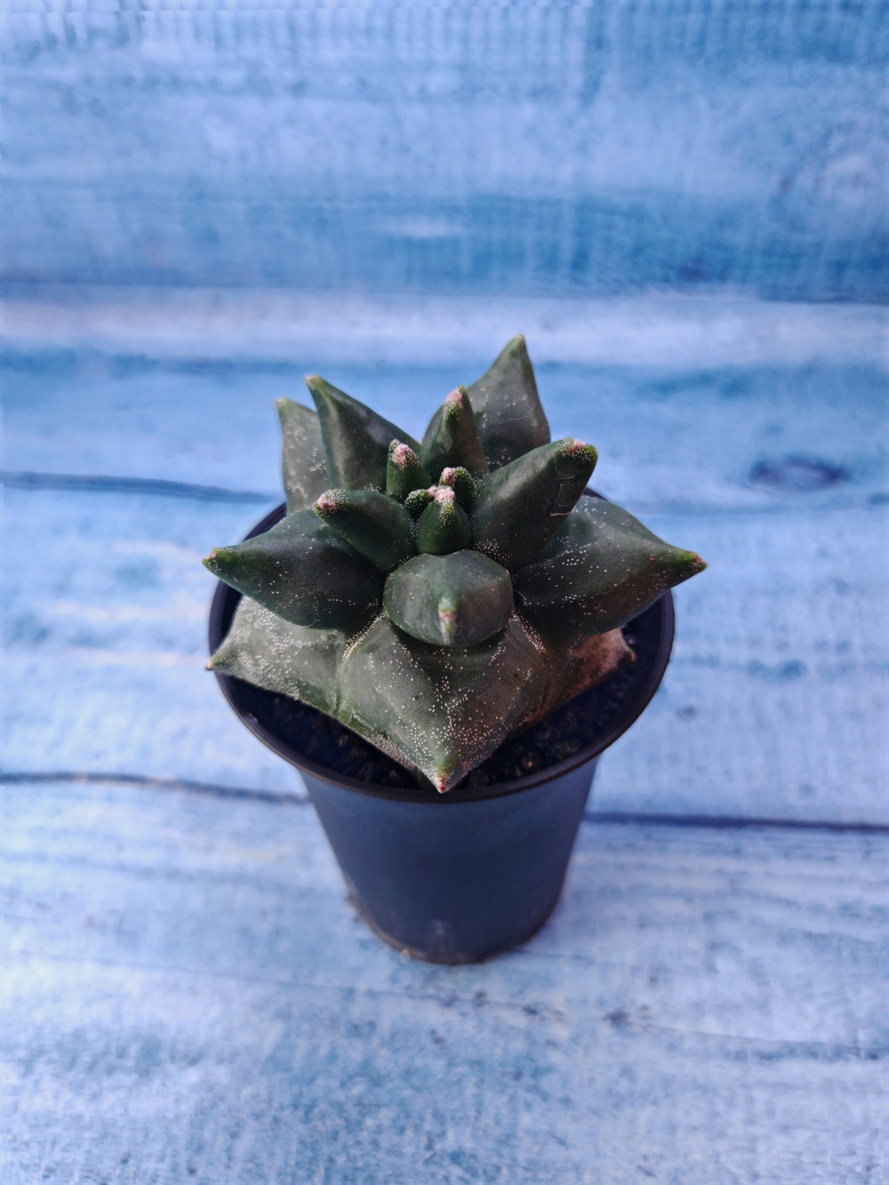 Astrophytum Myriostigma monstrosa (Астрофитум)