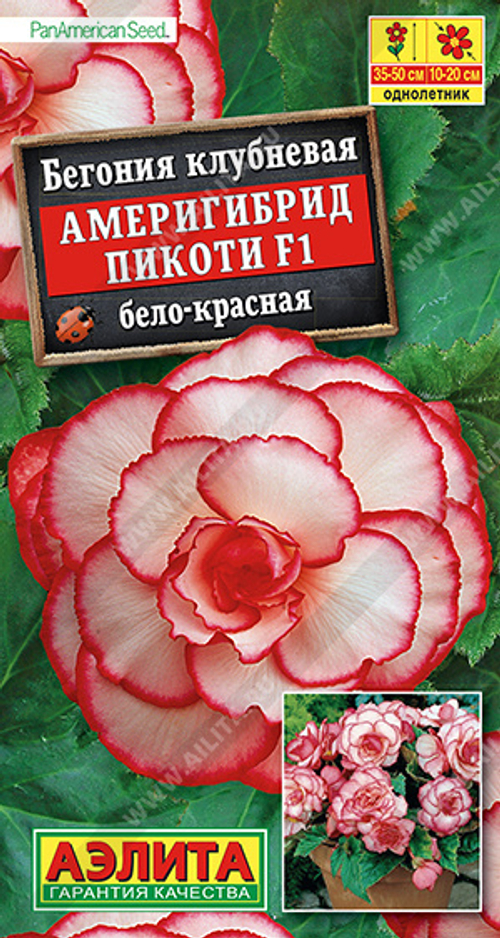 Бегония клубневая Америгибрид Пикоти F1 бело-красная