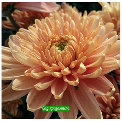 Хризантема одноголовая Rossano bronz /о.56 /поставка весна 2026г/