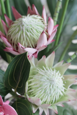 Готовая работа из полимерной глины "Тропики"