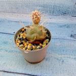 Tephrocactus Articulatus Papyracanthus (Тефрокактус)
