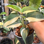 Сциндапсус BLUE ALBO