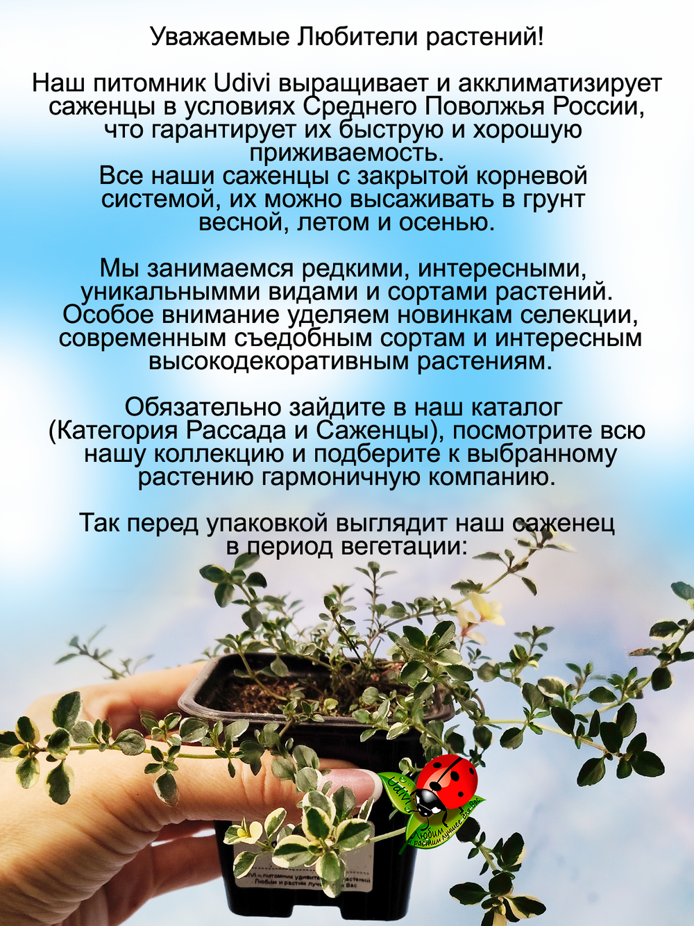 Тимьян Фокслей чабрец пёстролистный
