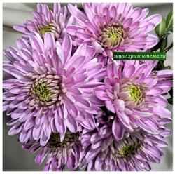 Хризантема крупноцветковая Rossano dark /о.105 /поставка весна 2026г/