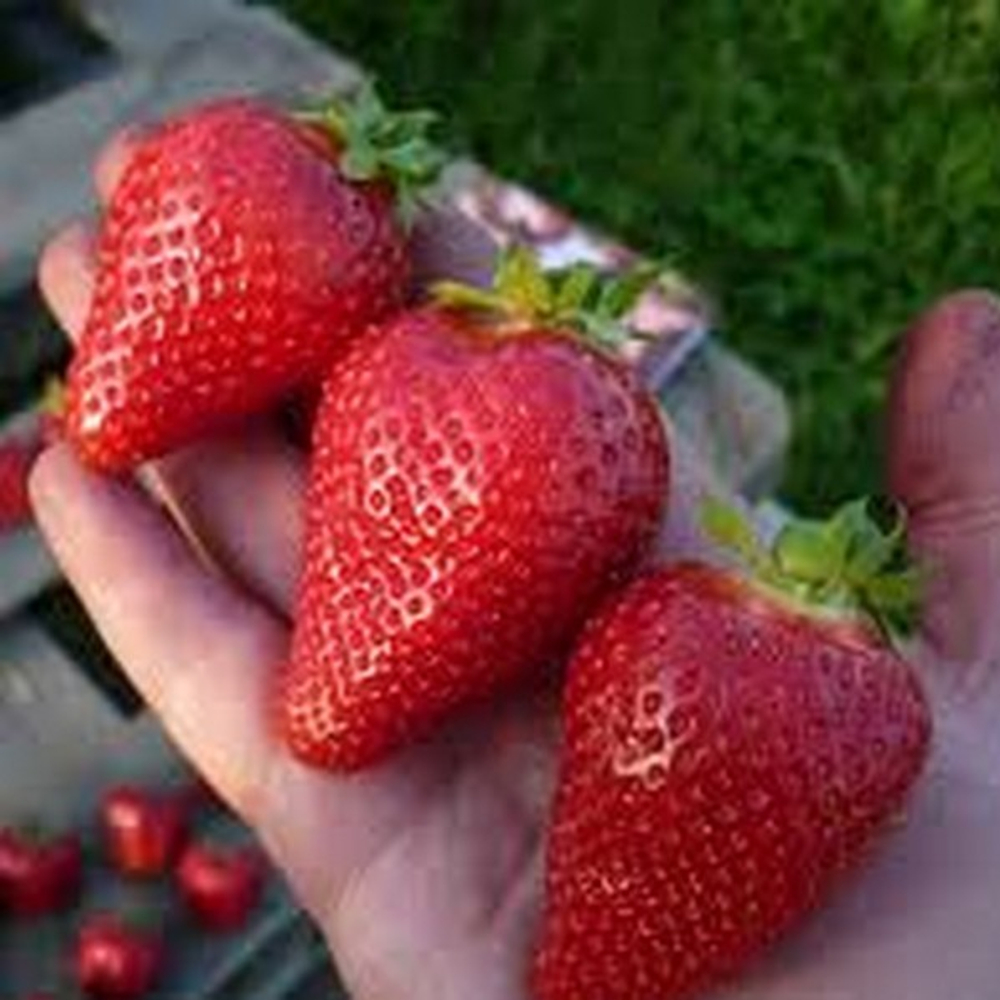 Земляника ранняя Альба Р9