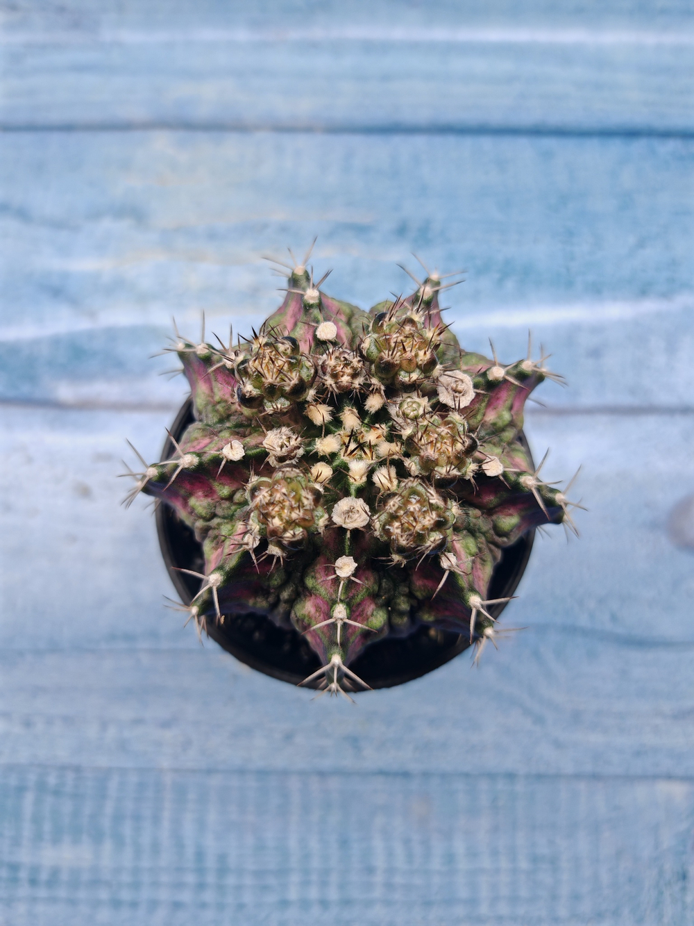 Gymnocalycium T-Rex Pink hybrid (Гимнокалициум T-rex)