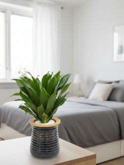 Драцена Sun God д.11, горшок с автополивом