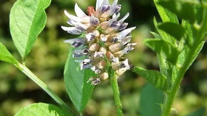 Солодка (корень)