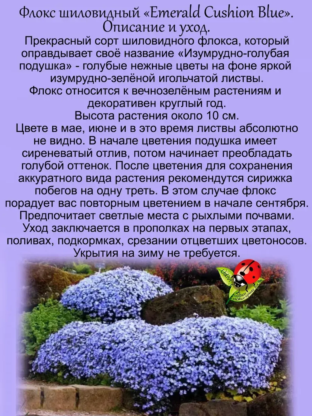Флокс Эсмеральд Кашен Блю шиловидный голубой