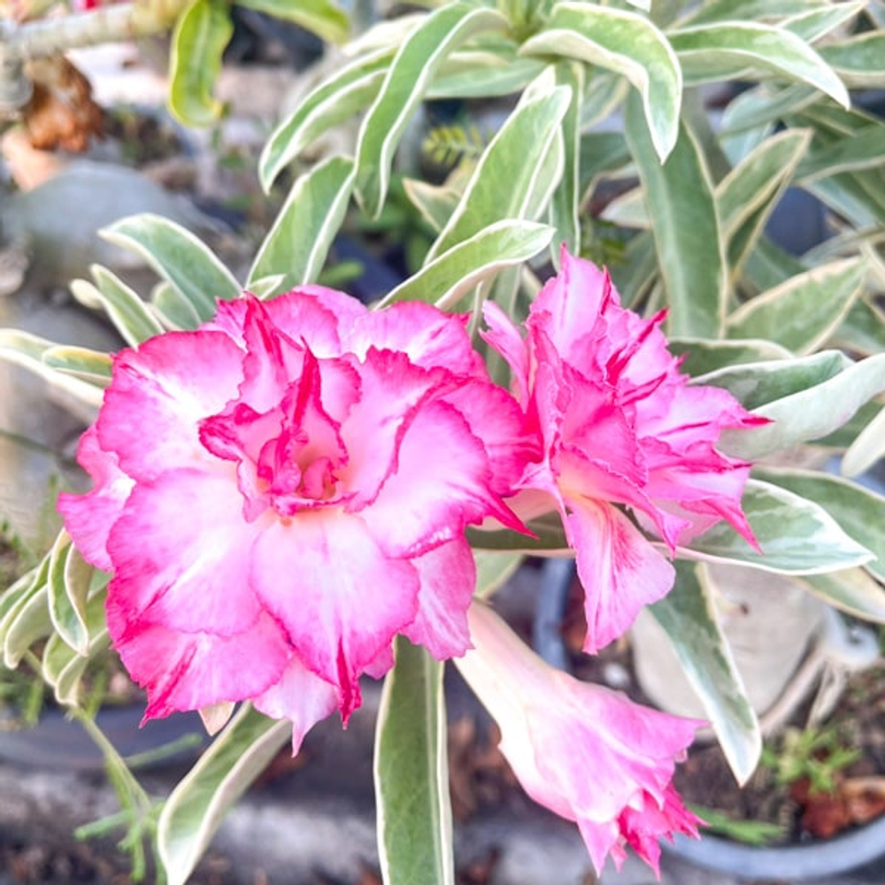 Адениум вариегатный WONDERFUL PINK (W45)
