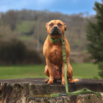 Поводок Swivel Billowthane KHAKI BullyBillows