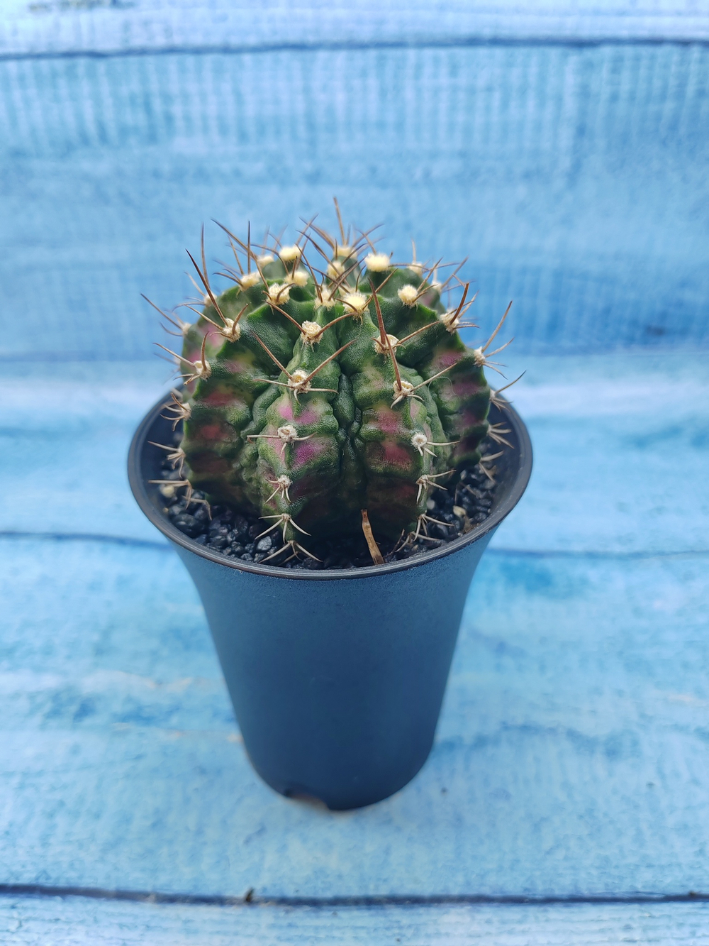 Gymnocalycium T-Rex Pink hybride (Гимнокалициум T-rex)